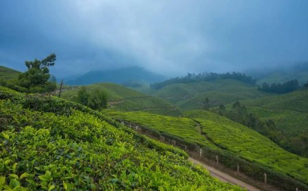 Romantic Getaway in Munnar – Love Amidst the Hills