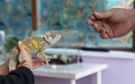 Affordable and Reliable Zoology Assignment Help Online