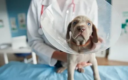 Benefits of Dog Neutering: Dubai Vets Explain the Long-Term Impact