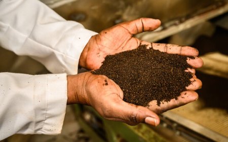 Tea Processing Plant Cost to Setup an Unit, Layout & Site Development: Project Report