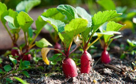 Easy to Grow Vegetable Plants | Perfect for Home Gardens