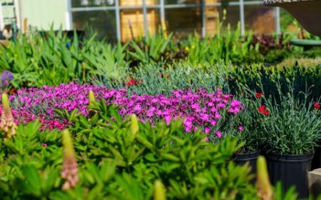 Top Rated Plant Nursery Near You Healthy Plants and Great Prices