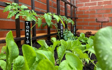 Best Herb Seedlings for Culinary & Medicinal Gardening